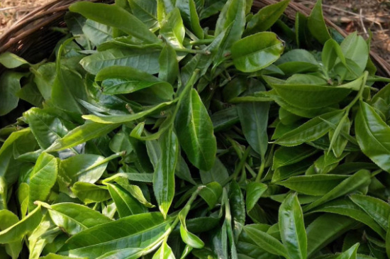 最耐泡的茶葉排名，什么茶葉經(jīng)久耐泡？