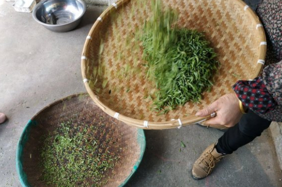 炒青茶為什么便宜，炒青綠茶好喝嗎？