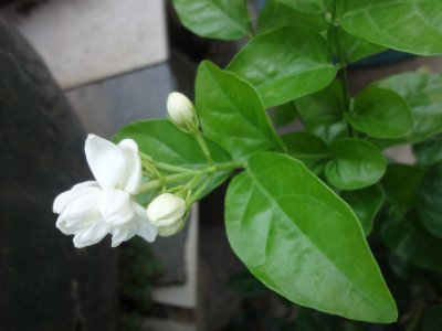 茉莉和什么一起泡最好，茉莉茶有幾種搭配？