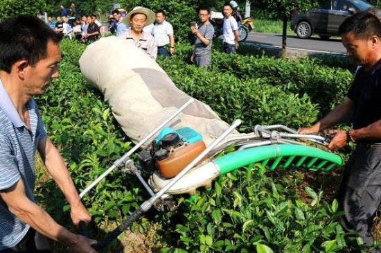 采茶的方法與步驟，如何正確采摘茶葉？