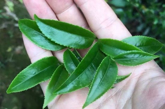 鋸朵仔跟鴨屎香哪個貴，鋸朵子和鴨屎香哪個好喝？