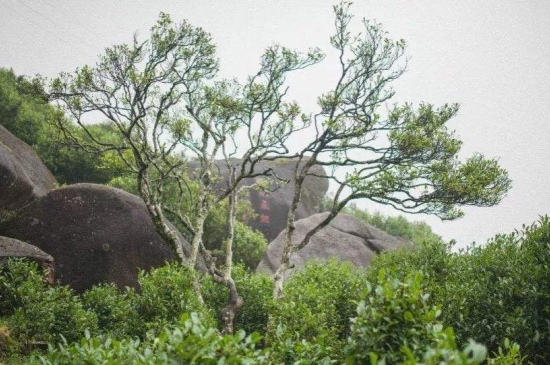 宋種一號(hào)價(jià)值為什么高，鳳凰單樅宋種1號(hào)價(jià)格與產(chǎn)量多少？