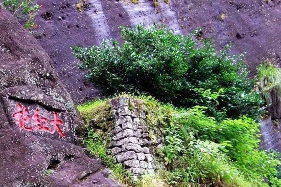 宋種一號(hào)價(jià)值為什么高，鳳凰單樅宋種1號(hào)價(jià)格與產(chǎn)量多少？