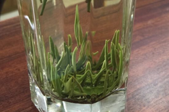竹葉青和雀舌哪個貴，竹葉青茶貴嗎？