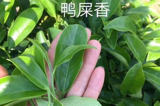 鴨屎香和大烏葉是同一種茶葉嗎，單叢大烏葉和鴨屎香有什么區(qū)別？