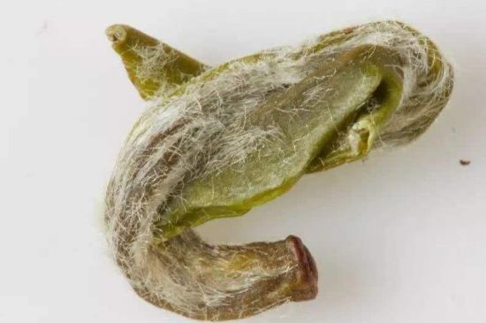 羊巖勾青是綠茶嗎，羊巖勾青茶屬于什么茶？