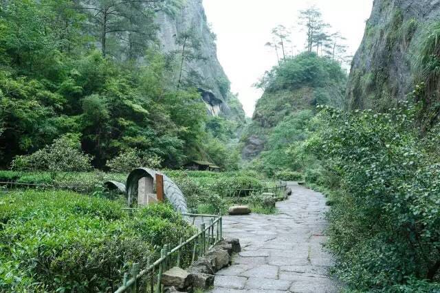 武夷山為什么盛產(chǎn)茶葉，武夷山茶為什么好喝？